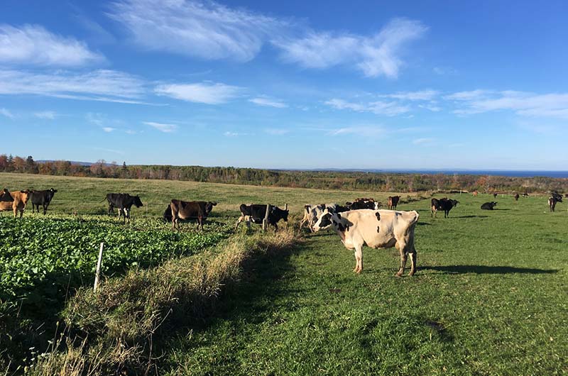 Dairy cows grazing in the field by the ocean on Knoydart Organic Farm