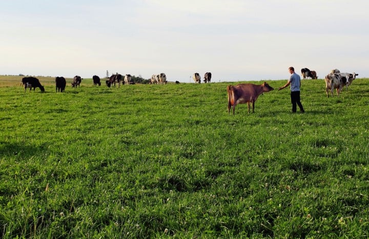 Adam of Knoydart Farm with dairy cows in the field